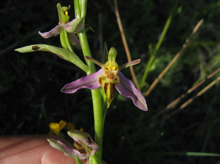 Ophrys apifera